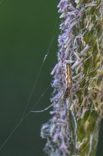 Tetragnatha sp.